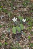 Twinleaf, Jeffersonia diphylla