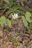 Twinleaf, Jeffersonia diphylla