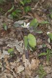 Twinleaf, Jeffersonia diphylla