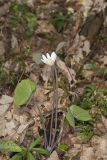 Twinleaf, Jeffersonia diphylla