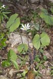 Twinleaf, Jeffersonia diphylla