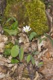 Twinleaf, Jeffersonia diphylla