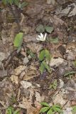 Twinleaf, Jeffersonia diphylla