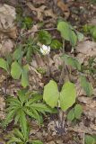 Twinleaf, Jeffersonia diphylla