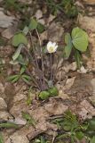 Twinleaf, Jeffersonia diphylla