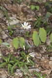 Twinleaf, Jeffersonia diphylla