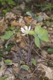 Twinleaf, Jeffersonia diphylla