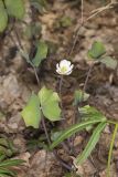 Twinleaf, Jeffersonia diphylla