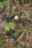 Twinleaf, Jeffersonia diphylla
