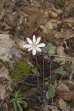 Twinleaf, Jeffersonia diphylla