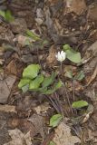 Twinleaf, Jeffersonia diphylla