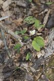 Twinleaf, Jeffersonia diphylla