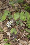 Twinleaf, Jeffersonia diphylla