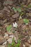 Twinleaf, Jeffersonia diphylla