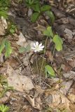Twinleaf, Jeffersonia diphylla