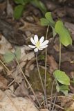 Twinleaf, Jeffersonia diphylla