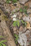 Twinleaf, Jeffersonia diphylla