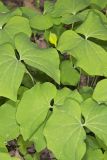 Twinleaf, Jeffersonia diphylla