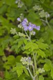 Appendaged Waterleaf, Hydrophyllum appendiculatum