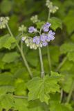 Appendaged Waterleaf, Hydrophyllum appendiculatum