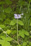 Appendaged Waterleaf, Hydrophyllum appendiculatum
