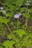 Appendaged Waterleaf, Hydrophyllum appendiculatum