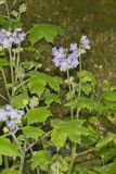 Appendaged Waterleaf, Hydrophyllum appendiculatum