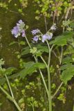 Appendaged Waterleaf, Hydrophyllum appendiculatum