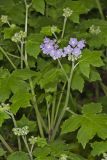 Appendaged Waterleaf, Hydrophyllum appendiculatum
