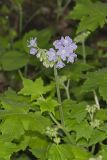 Appendaged Waterleaf, Hydrophyllum appendiculatum