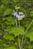 Appendaged Waterleaf, Hydrophyllum appendiculatum