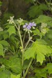 Appendaged Waterleaf, Hydrophyllum appendiculatum