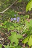 Appendaged Waterleaf, Hydrophyllum appendiculatum