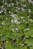 Appendaged Waterleaf, Hydrophyllum appendiculatum