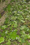Appendaged Waterleaf, Hydrophyllum appendiculatum