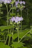 Appendaged Waterleaf, Hydrophyllum appendiculatum