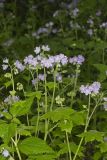 Appendaged Waterleaf, Hydrophyllum appendiculatum