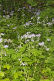 Appendaged Waterleaf, Hydrophyllum appendiculatum