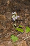 Appendaged Waterleaf, Hydrophyllum appendiculatum
