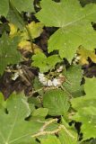 Canada Waterleaf, Hydrophyllum canadense