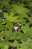 Canada Waterleaf, Hydrophyllum canadense