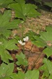 Canada Waterleaf, Hydrophyllum canadense
