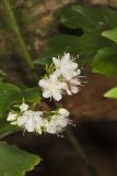 Canada Waterleaf, Hydrophyllum canadense