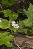Canada Waterleaf, Hydrophyllum canadense