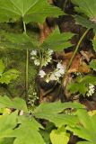 Canada Waterleaf, Hydrophyllum canadense