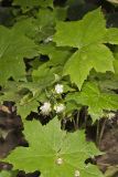 Canada Waterleaf, Hydrophyllum canadense