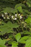 Canada Waterleaf, Hydrophyllum canadense
