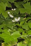 Canada Waterleaf, Hydrophyllum canadense