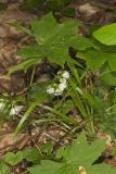 Canada Waterleaf, Hydrophyllum canadense