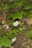 Canada Waterleaf, Hydrophyllum canadense